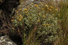 Helichrysum lepidissimum image