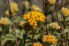 Helichrysum lepidissimum image