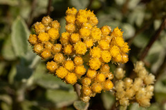 Helichrysum lepidissimum image