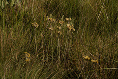 Image of Helichrysum cephaloideum