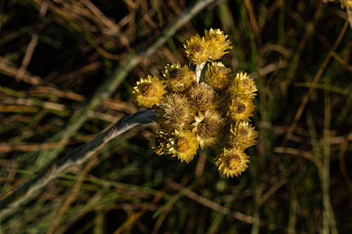 Helichrysum cephaloideum image