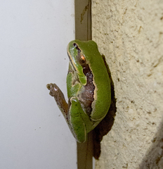 Hyla orientalis