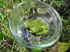 Hyla orientalis