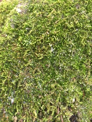 Clasmatodon parvulus