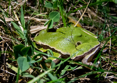 Hyla orientalis