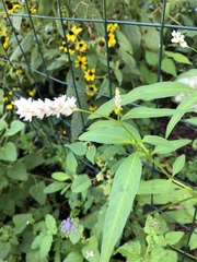 Persicaria glabra