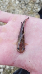 Pylodictis olivaris