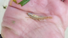 Etheostoma lepidum