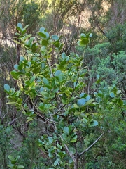 Ilex perado subsp. perado image