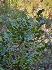 Ilex perado image