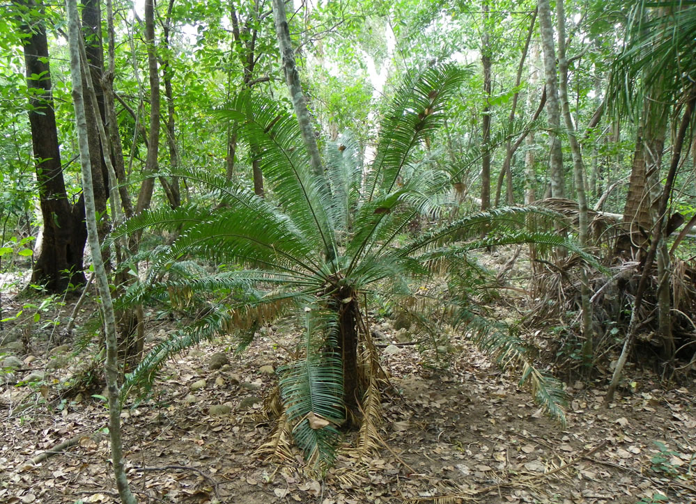 Cycas media ssp. media