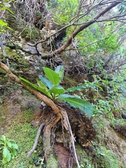 Cirsium latifolium image