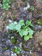 Pericallis aurita image