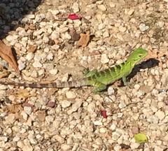 Ctenosaura hemilopha