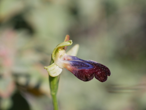 Image of Ophrys iricolor by (c) Sylvain Eichhorn, some rights reserved (CC BY)