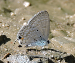 Catochrysops panormus