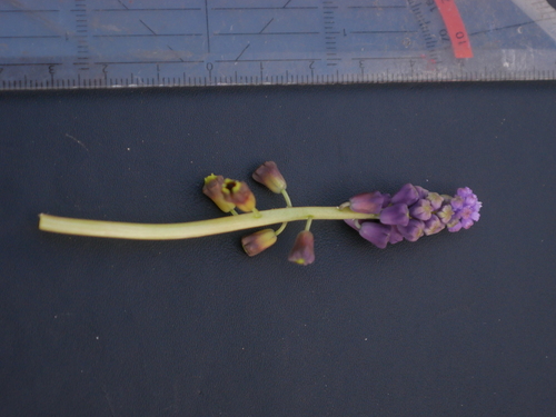 Image of Muscari weissii by (c) Sylvain Eichhorn, some rights reserved (CC BY)