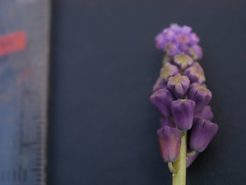 Image of Muscari weissii by (c) Sylvain Eichhorn, some rights reserved (CC BY)