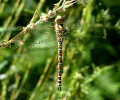 Aeshna cyanea