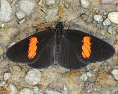 Castilia castilla
