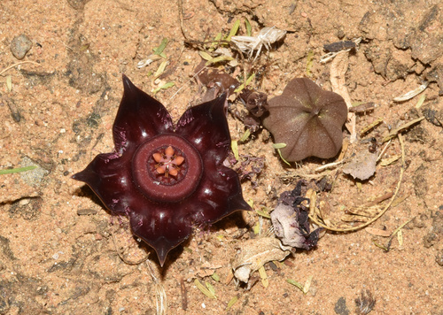 Ceropegia polita