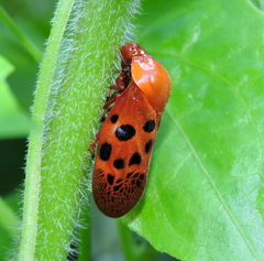 Homalostethus tabulatus