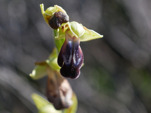 Image of Ophrys iricolor by (c) Sylvain Eichhorn, some rights reserved (CC BY)