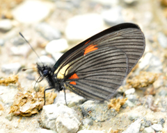 Castilia castilla