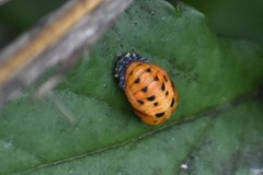 Coccinella septempunctata
