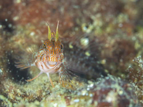 Zvonimir's blenny (Parablennius zvonimiri) — Blenniidae — 4