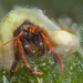 Saint Piran's Hermit Crab - Photo (c) Rafi Amar, some rights reserved (CC BY-NC), uploaded by Rafi Amar
