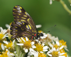 Catasticta ctemene