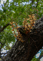 Tridactyle tridentata image