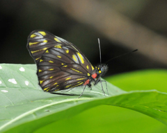 Catasticta ctemene