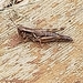 photo of Short-horned Grasshoppers (Acrididae)
