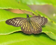 Catasticta ctemene