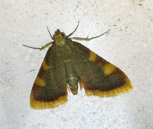 vijačka senová (Hypsopygia costalis)