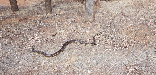 Inland Carpet Python sighting