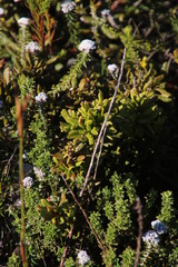 Morella kraussiana