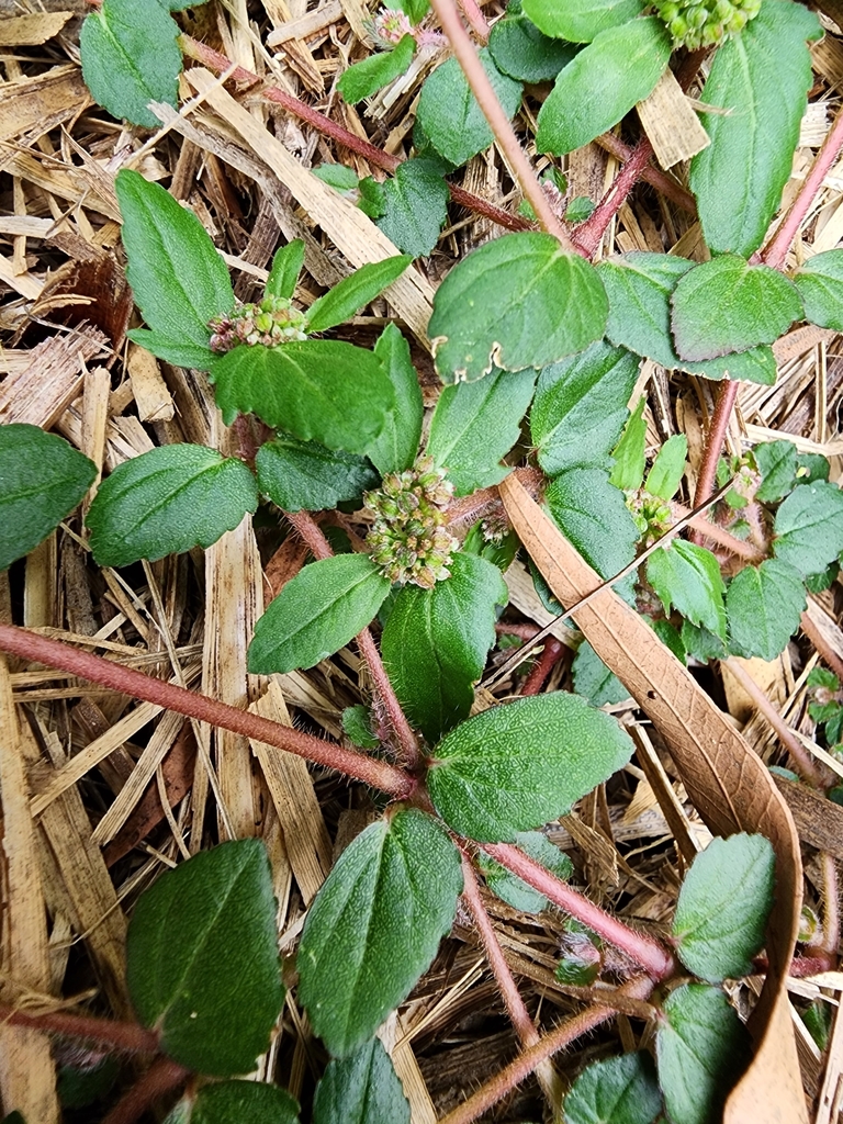 Florida Hammock Sandmat in April 2023 by ispot · iNaturalist