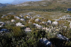 Morella kraussiana