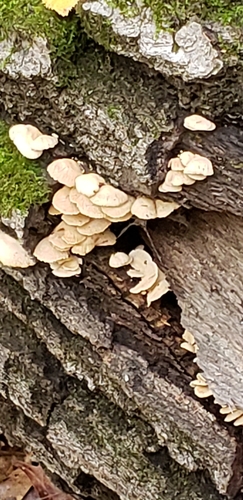photo of Oyster Mushroom (Pleurotus ostreatus)