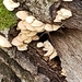photo of Oyster Mushroom (Pleurotus ostreatus)