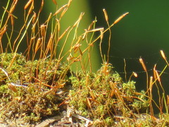 Tortella xanthocarpa