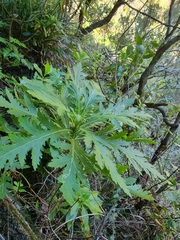 Argyranthemum pinnatifidum subsp. pinnatifidum image