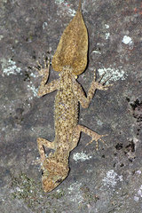 Phyllurus platurus