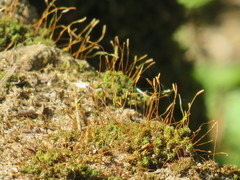 Tortella xanthocarpa