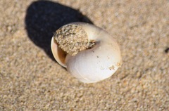 Helminthoglypta umbilicata