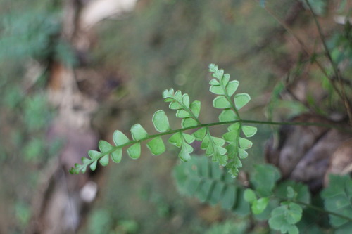 Lindsaea javanensis iNat (1)