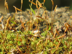 Tortella xanthocarpa